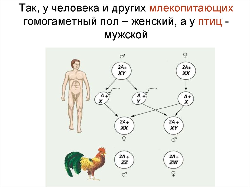 У человека есть пол. Составьте схему наследования пола у млекопитающих. Гомогаметный женский пол:. У человека гетерогаметный женский пол. У млекопитающих мужской пол гомогаметный.