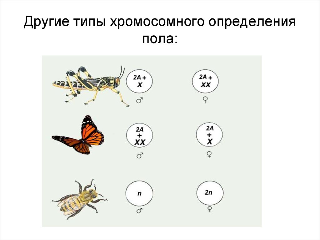 Хромосомное определение пола презентация 10 класс