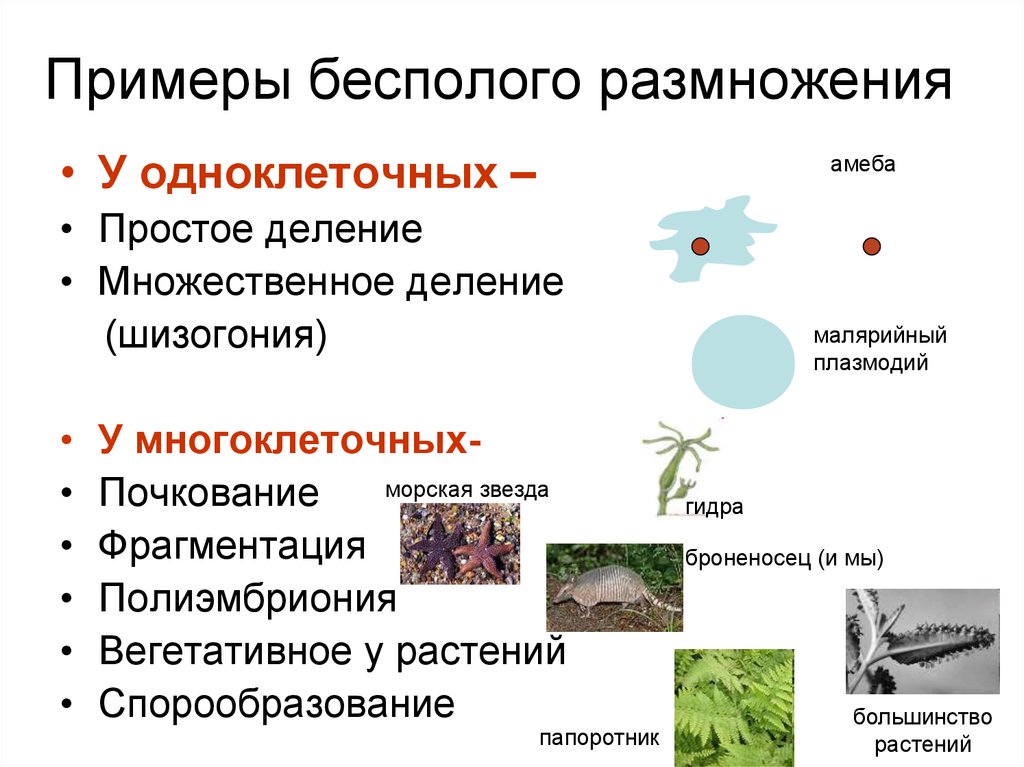 Размножение организмов происходит