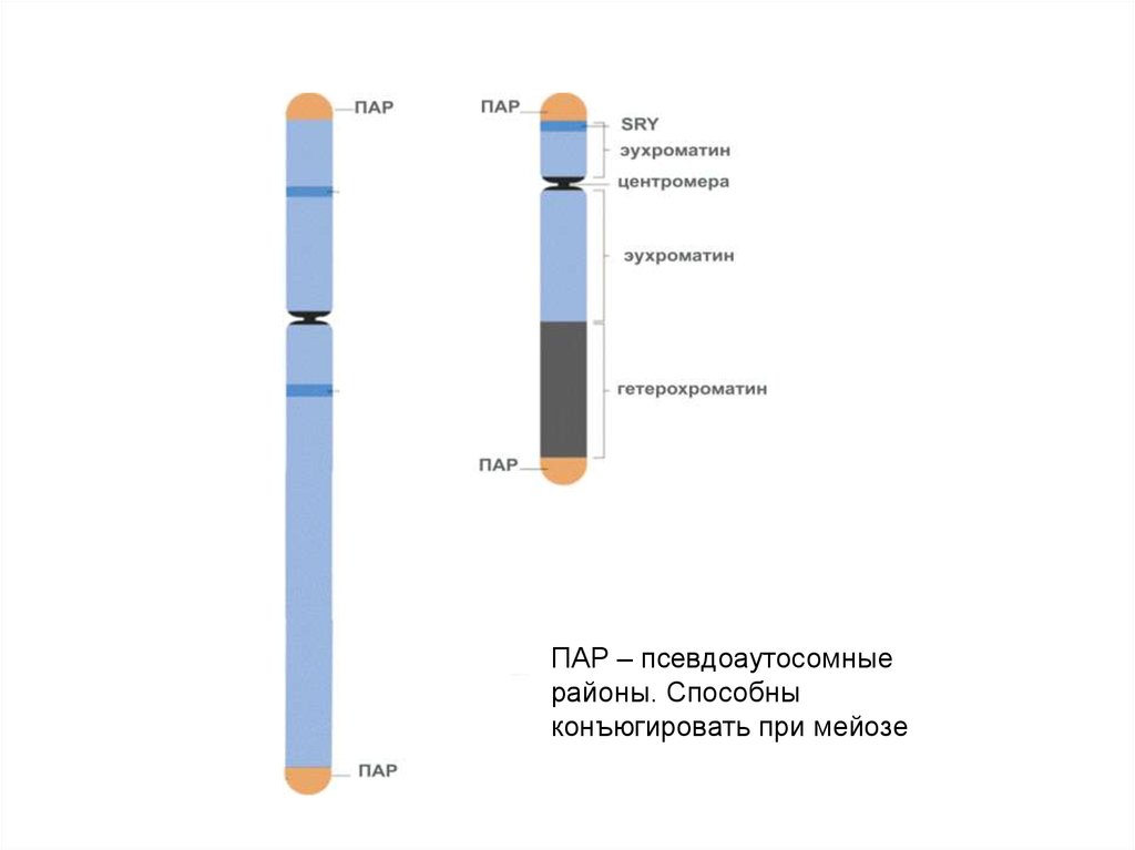 На х и у хромосомах человека существуют. Псевдоаутосомные участки хромосом. Псевдоаутосомные районы. Ген sry. Псевдоаутосомные регионы.