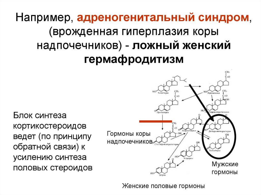 Адреногенетический синдром фото