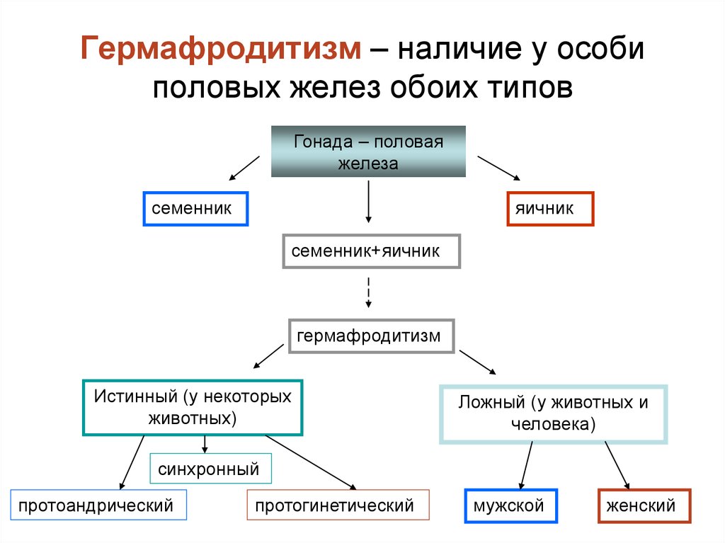 Гермафродиты как выглядит органы человека схема расположения у женщин