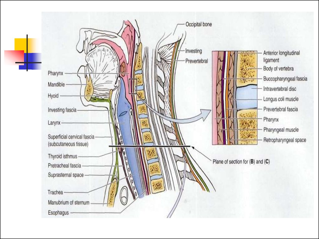 Anatomy 18. Spatium retropharyngeum. Spatium retropharyngeum анатомия. Spatium retropharyngeale. Fassae retromandibularis.