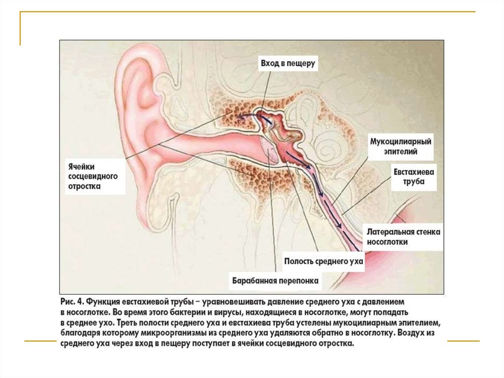 Слизистая оболочка уха. Анатомия уха евстахиева труба. Анатомия среднего уха и сосцевидного отростка. Сосцевидная пещера среднего уха. Слуховая труба среднего уха анатомия.
