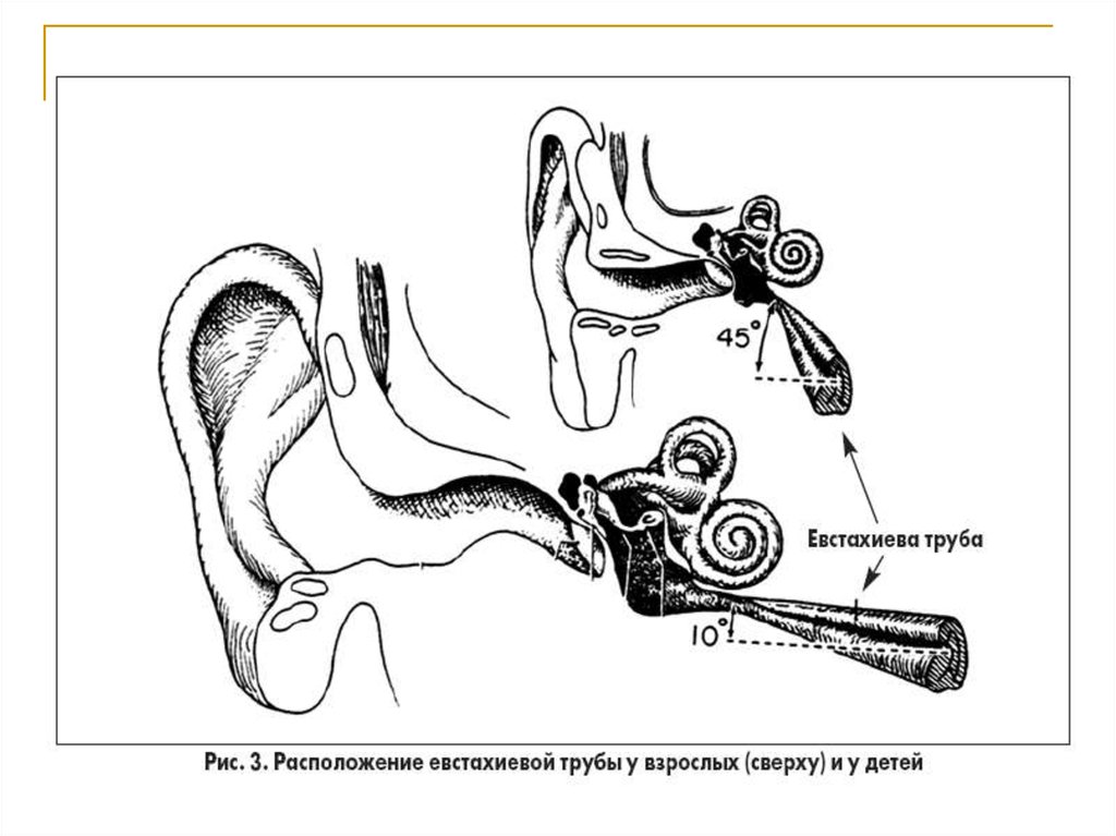 Слуховая труба среднего уха. Строение уха евстахиева труба. Ухо строение евстахиева труба. Евстахиева труба анатомия человека. Евстахиева труба схема.