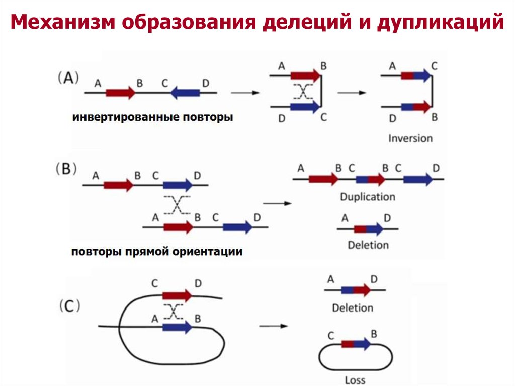 Механизмы обучения