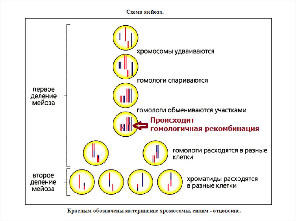 Обмен участками гомологичных хромосом. В какой фазе мейоза происходит редукция хромосом. Материнские и отцовские хромосомы. Рекомбинация хромосом в ходе мейоза ответственно за. Как делятся хромосомы в материнской клетке.