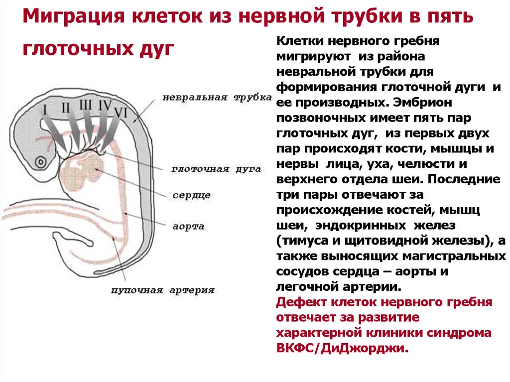 Примеры миграции клеток