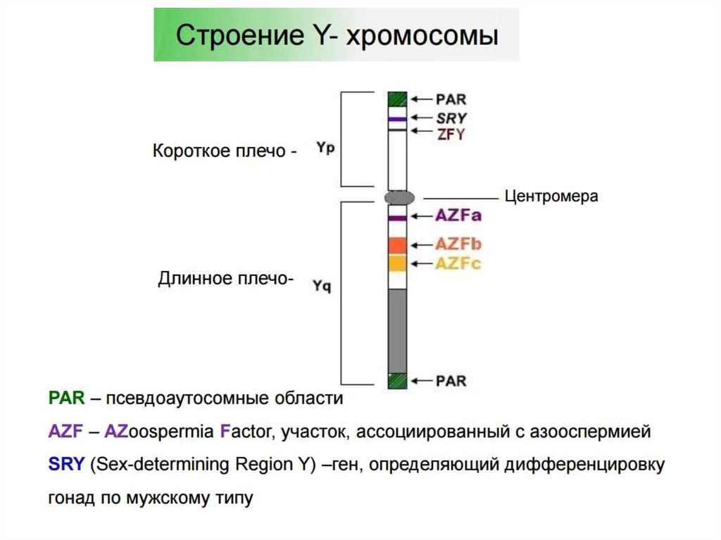 Изменение количества генов. Схема взаимного расположения генов в хромосоме составляющих одну. Псевдоаутосомные участки в y хромосоме. Псевдоаутосомное наследование ЕГЭ. Псевдоаутосомные участки хромосом задачи.
