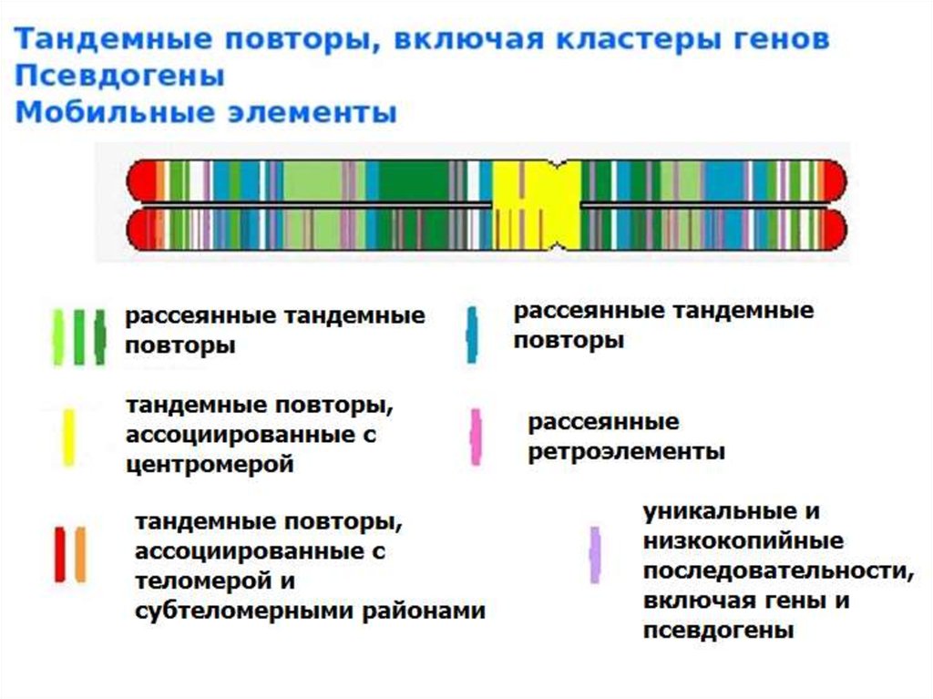 Идентичный ген. Тандемные повторы. Вариабельные тандемные повторы. Короткие тандемные повторы. Тандемные повторы ДНК.