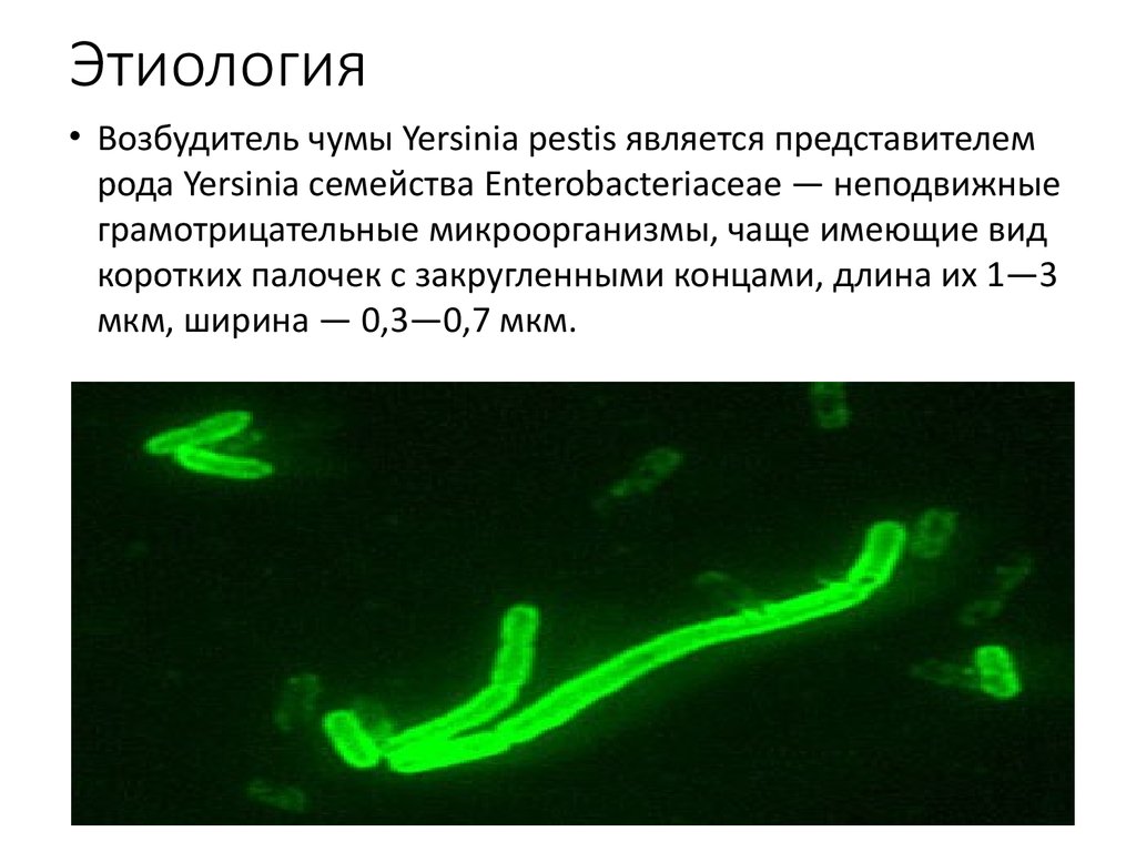 5 возбудитель чумы