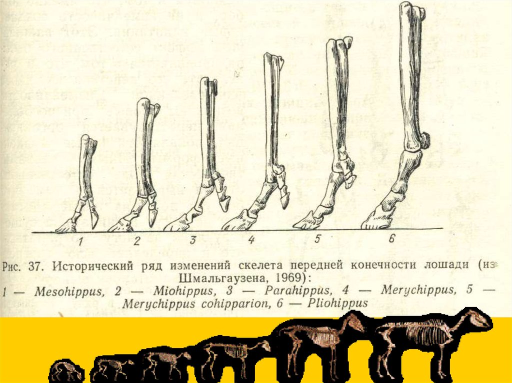 Изменение ряда. Филогенетический ряд передней конечности лошади. Филогенетический ряд лошади строение конечностей. Эволюция передней конечности лошади. Эволюция передних конечностей лошади.