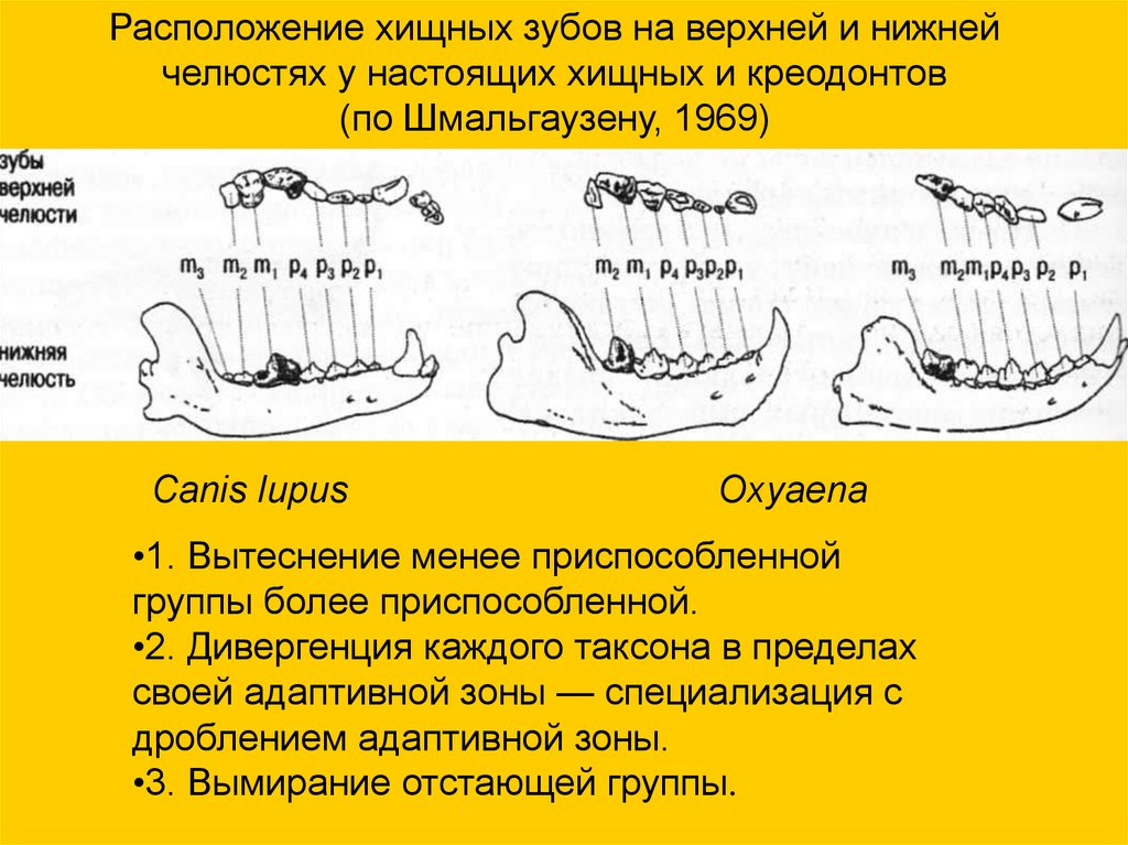 Зубы отряда хищные. Зубная система хищных млекопитающих. Строение зубной системы хищников. Дивергенция зубов.