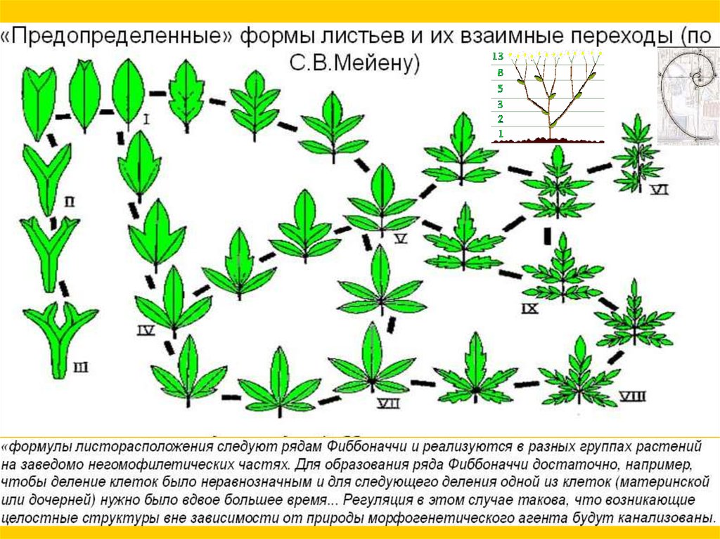 Ряды растений. Филогенетический ряд растений. Мейен Эволюция растений. Филогенетические ряды Вавилова.