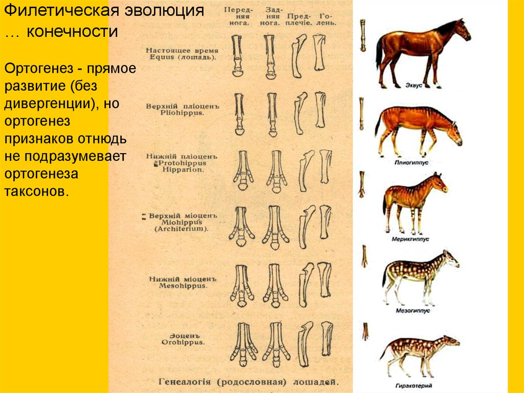 Филогенетический ряд лошади сравнительно анатомический. Эволюция филогенетический ряд лошади. Филетическое видообразование лошади. Филетическая Эволюция. Эволюционный ряд лошади.