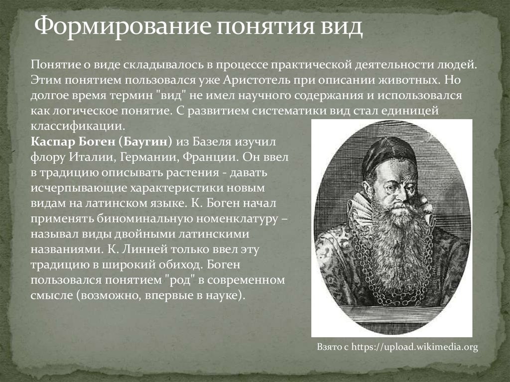 История возникновения концепции. Виды развития истории. История развития понятия вид. История развития терминов.