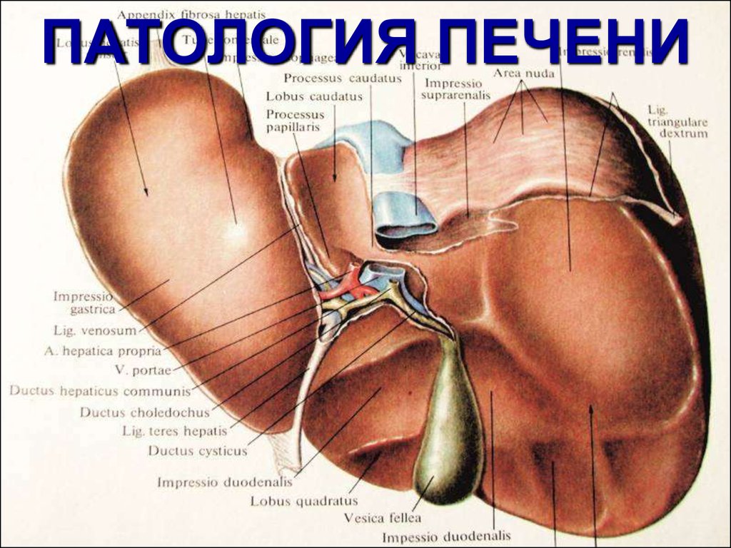 Патология печени. Печень анатомия. Processus caudatus печени.