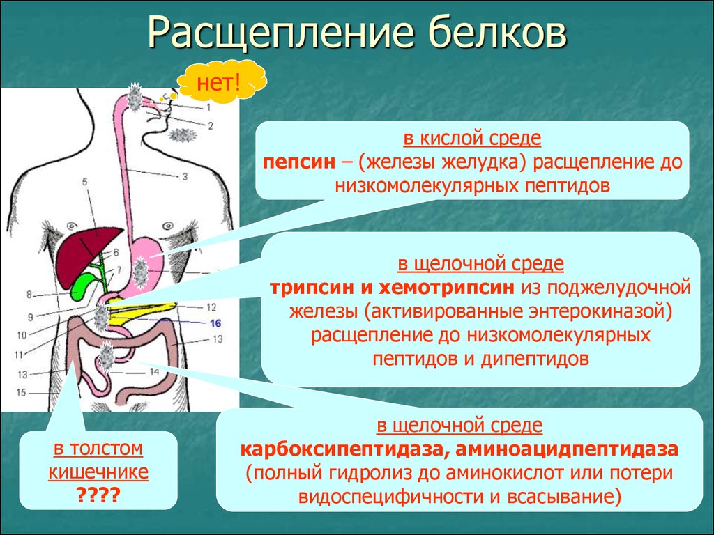 До каких веществ расщепляются углеводы