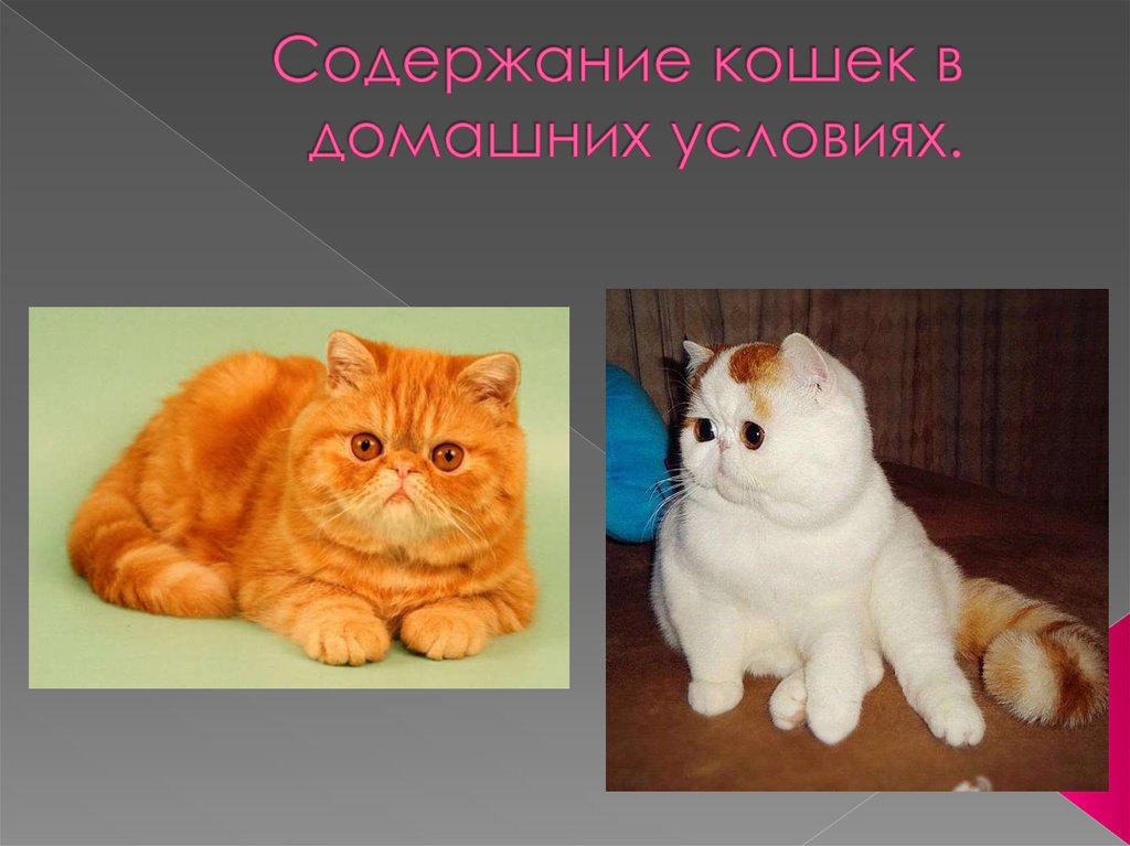 Содержание кошки. Содержание кошек. Кошки для домашнего содержания. Содержание кошек в домашних условиях. Плохое содержание кошки.