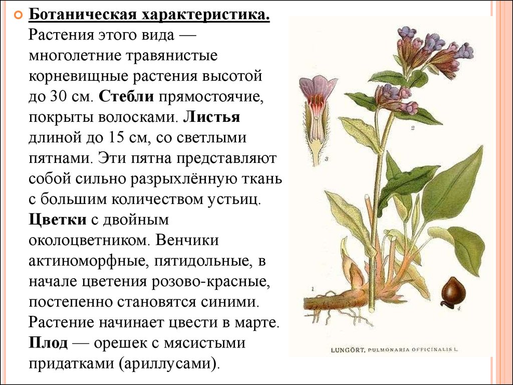 Общая характеристика растений. Характеристика растений. Ботаническая характеристика. Отхаркивающим действием обладают растения. Ботаническая характеристика растений.