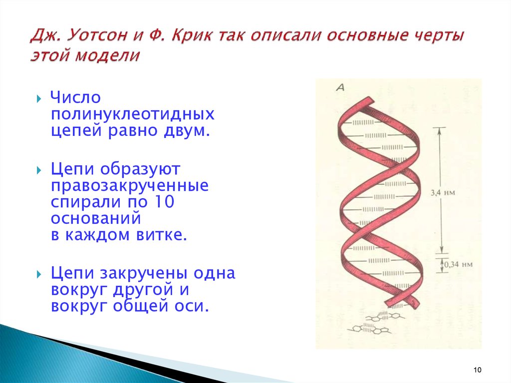 Виды днк. Модель ДНК Дж Уотсона и ф крика. Модель структуры ДНК Уотсона-крика. Структура ДНК модель Дж Уотсона и ф крика. Строение ДНК по Уотсону и крику.