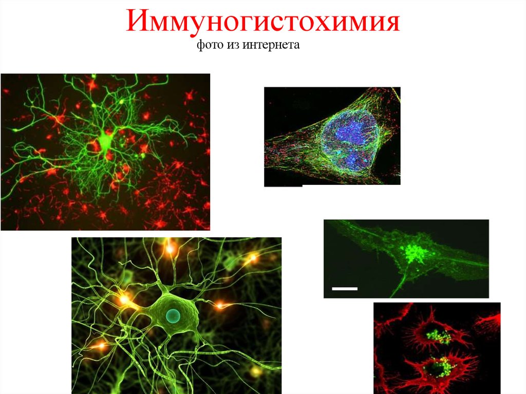 Pap метод иммуногистохимия схема