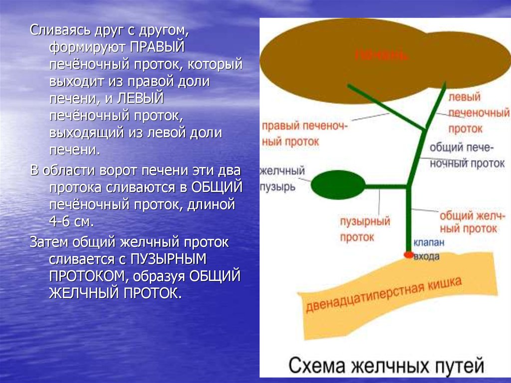 Расширение протоков печени