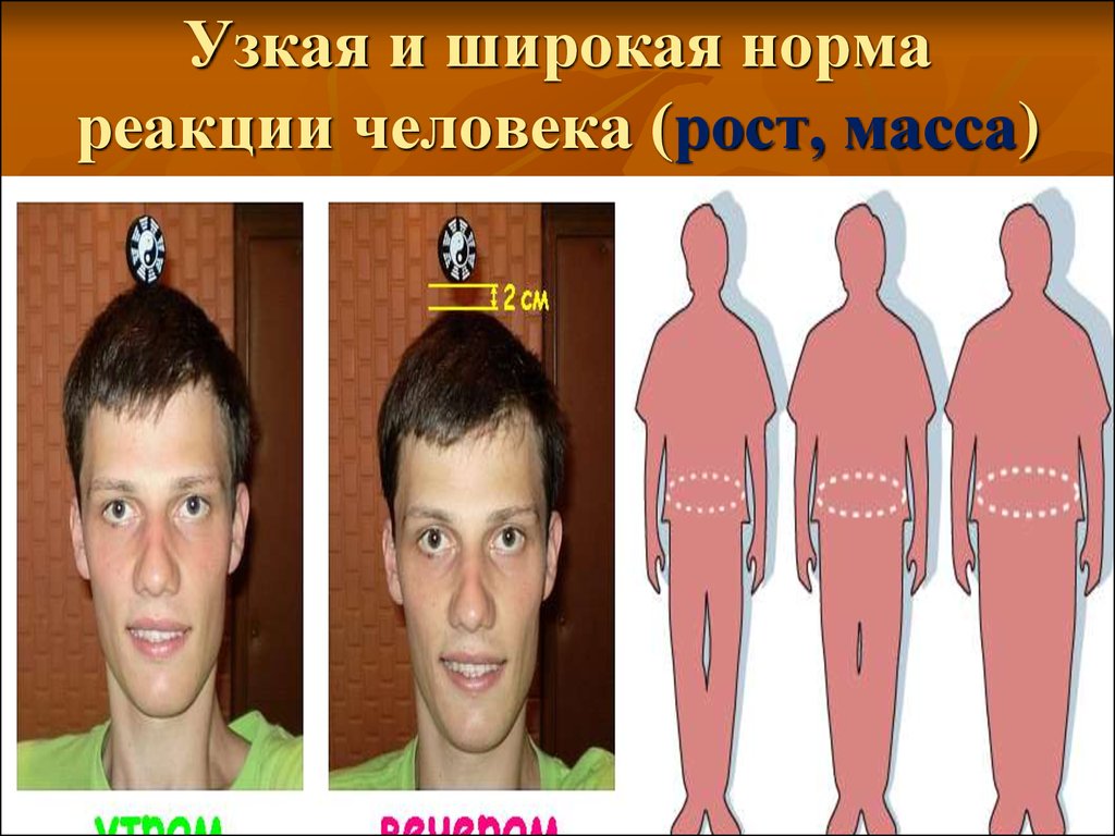 3 нормальных человека. Широкая норма реакции у человека. Норма реакции роста человека. Узкая норма реакции. Узкая и широкая норма реакции.