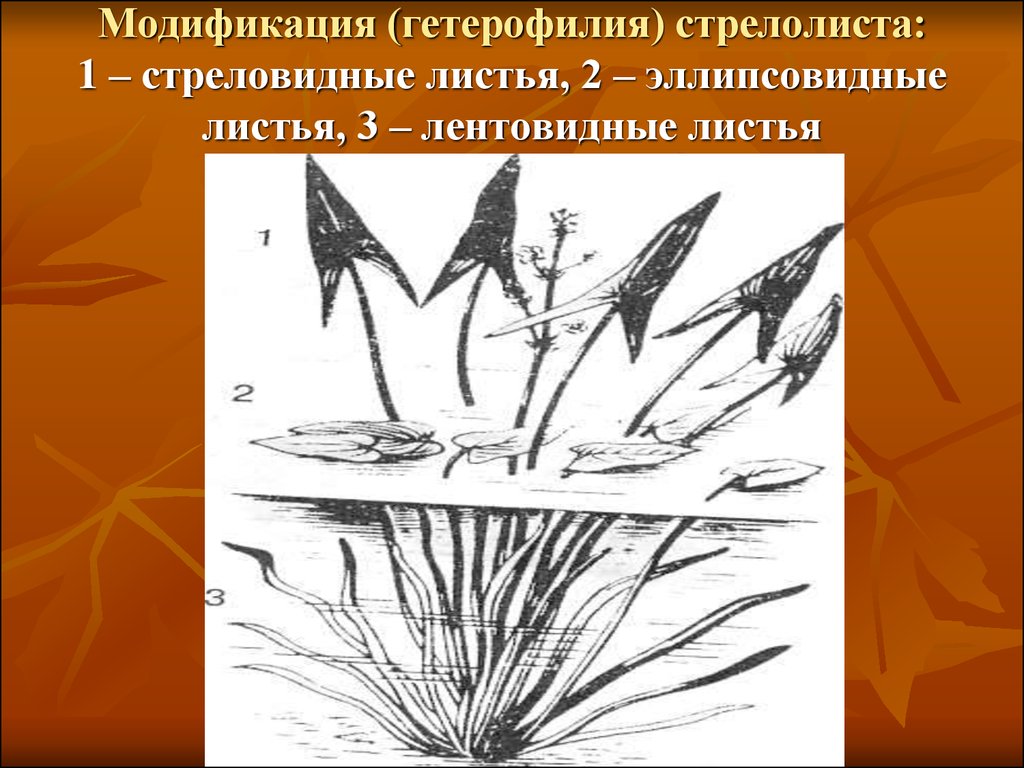 Модификация (гетерофилия) стрелолиста: 1 – стреловидные листья, 2 – эллипсовидные листья, 3 – лентовидные листья