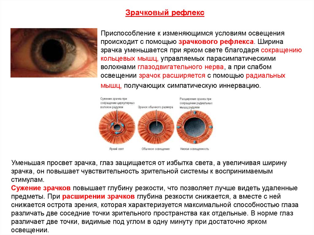 Состояния зрачков. Зрачковый рефлекс расширения зрачка. Механизм сужения и расширения зрачка. Механизм сужения зрачка физиология. Зрачковый рефлекс физиология.