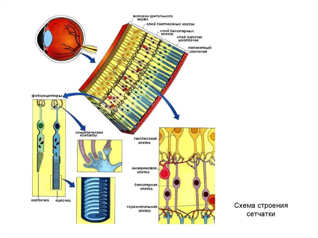 Строение слоев клеток. Строение сетчатки фоторецепторы. Строение фоторецепторов сетчатки глаза. Зрительный анализатор строение фоторецепторы. Схема строения сетчатки фоторецепторы.