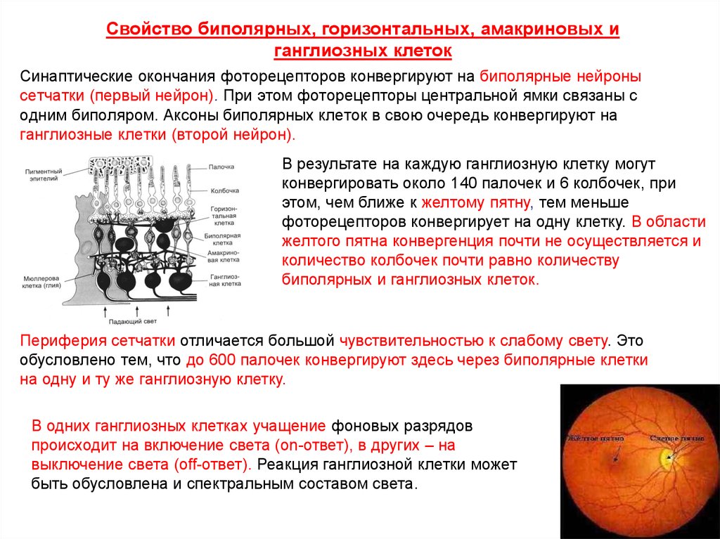 Функция сетчатки. Биполярные клетки и ганглиозные клетки сетчатки. Функции биполярных и ганглиозных клеток сетчатки. Биполярные клетки сетчатки функции. Амакриновые и горизонтальные клетки сетчатки.