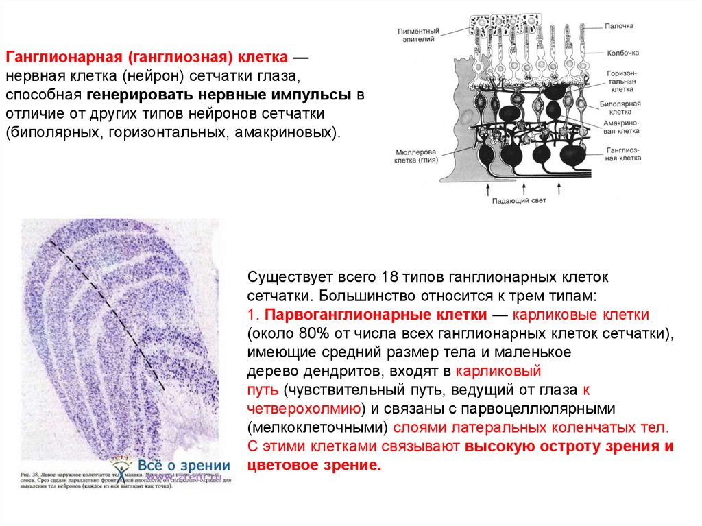 Функция сетчатки. Ганглиозные клетки сетчатки функции. Строение биполярных клеток сетчатки глаза. Функции биполярных и ганглиозных клеток сетчатки. Меланопсинсодержащие ганглиозные клетки это.