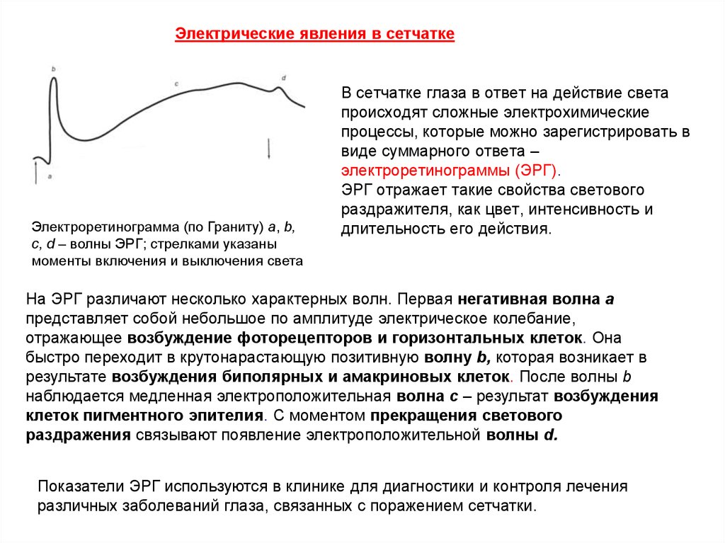 Действие возбуждения. Электрические процессы в сетчатке. Биоэлектрические процессы в сетчатке глаза. Электрофизиологические процессы в сетчатке при действии света. Фотохимические и электрические процессы в сетчатке.