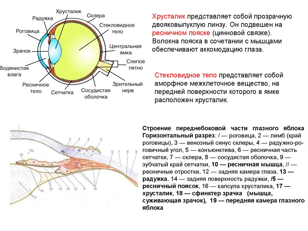 Строение глаза и функции его структур. Строение глаза ресничный поясок. Функции связки хрусталика глаза. Строение и функции связки хрусталика глаза. Циннова связка хрусталика.