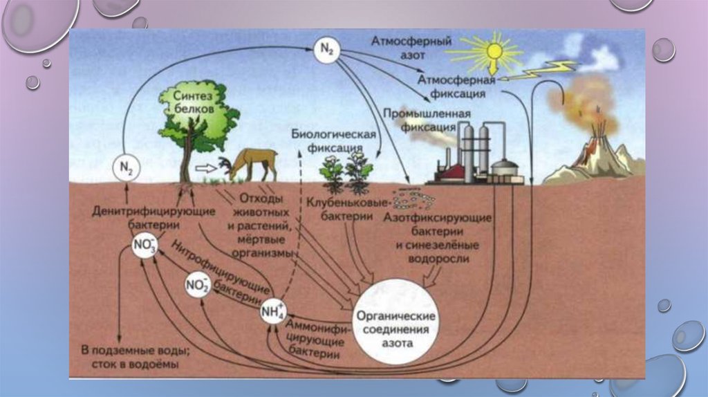 Опишите круговорот азота в природе