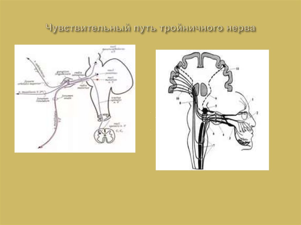 Путь тройничного нерва