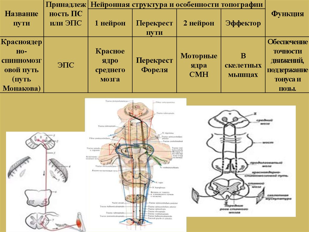 Проводящие пути презентация