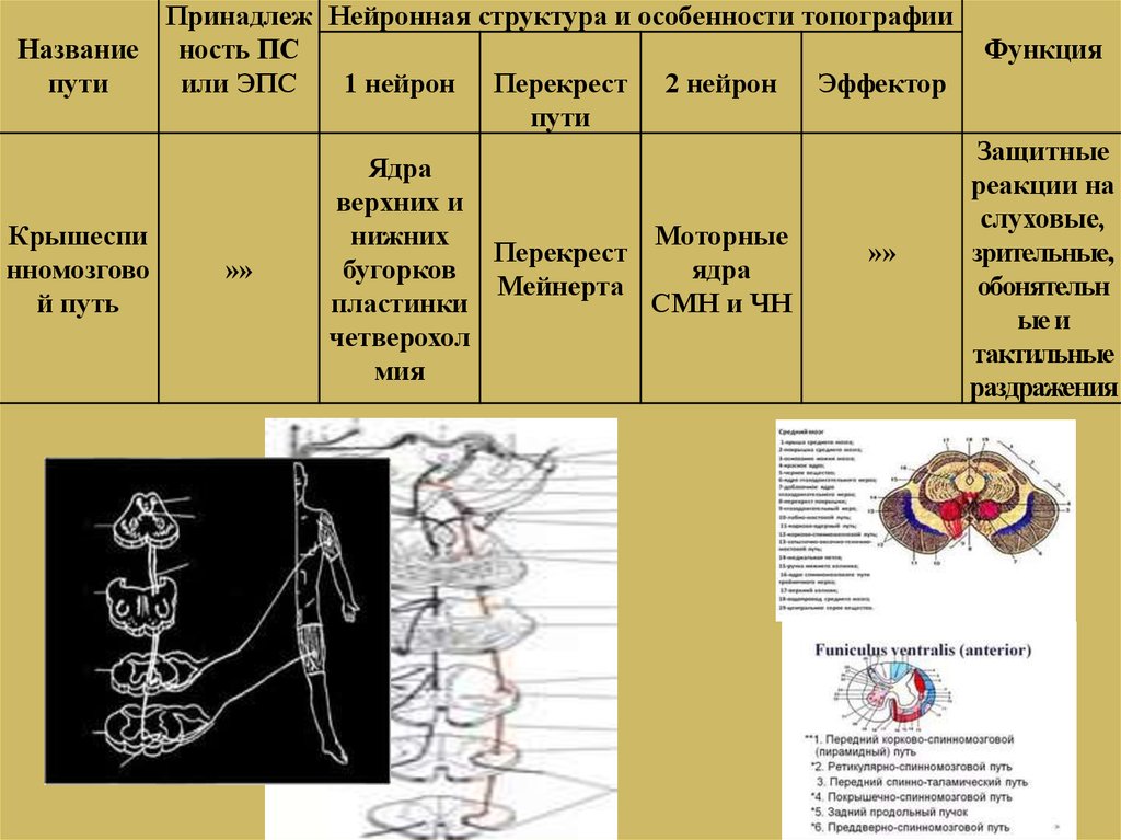 4 проводящие пути