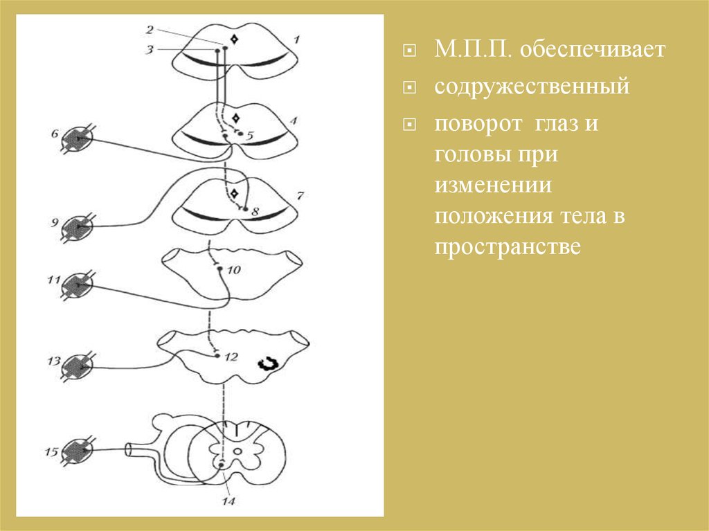 Поворот глаз. Содружественные движения глаз и головы. Проводящие пути дерева. Центр содружественного поворота головы и глаз. Что обеспечивает поворот глаза.