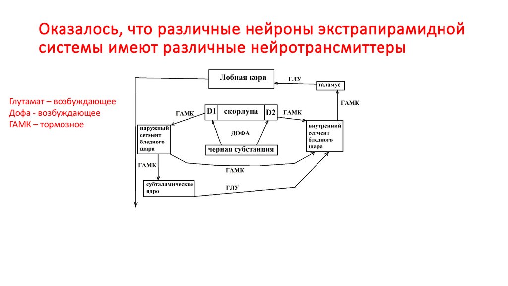 Схема стриопаллидарной системы