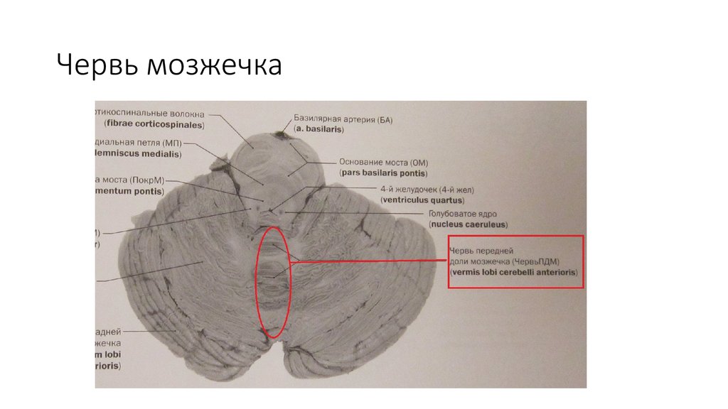 Полушарие мозжечка. Червь мозжечка головного мозга. Червь мозжечка соединяет. Каудальные отделы червя мозжечка.