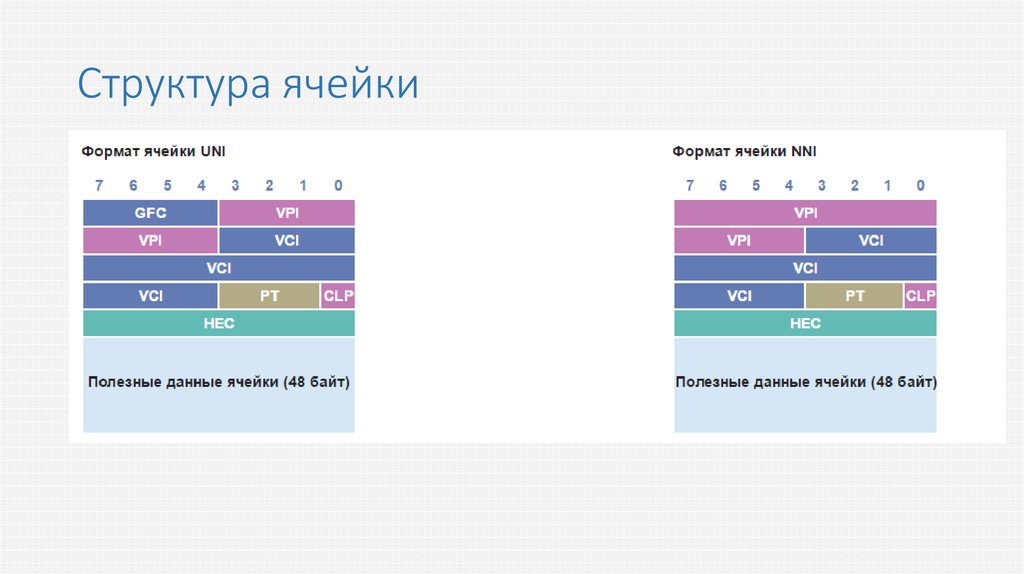 Структура ячейки. Состав ячейки. Какова структура ячейки. Строение ячейки гап.