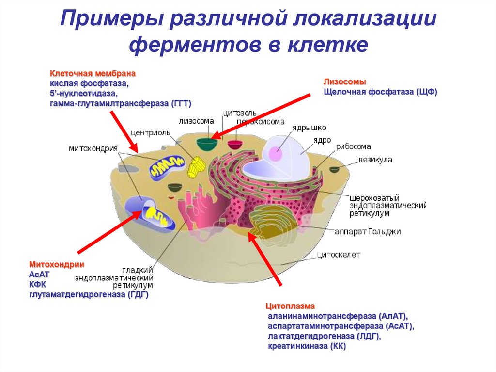 Лизосомы расщепление белков. Внутриклеточные ферменты. Схема ферментов в организме.