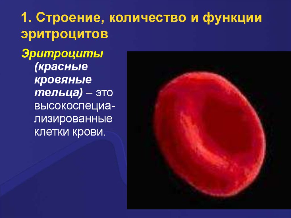 Эритроцит функции клетки. Эритроциты. Эритроциты красные. Красные кровяные тельца. Эритроциты строение количество.