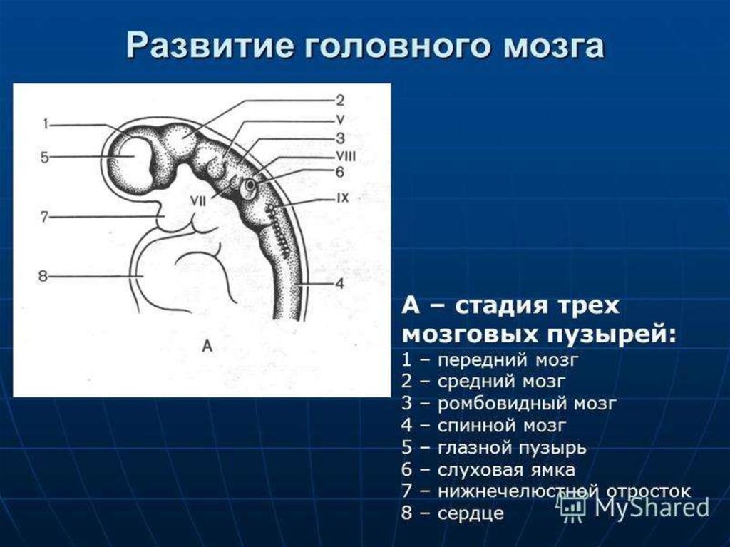 Развитие головного мозга. Стадия 5 мозговых пузырей. Стадия трех мозговых пузырей. Стадии трех и пяти мозговых пузырей. Стадии формирования мозговых пузырей.