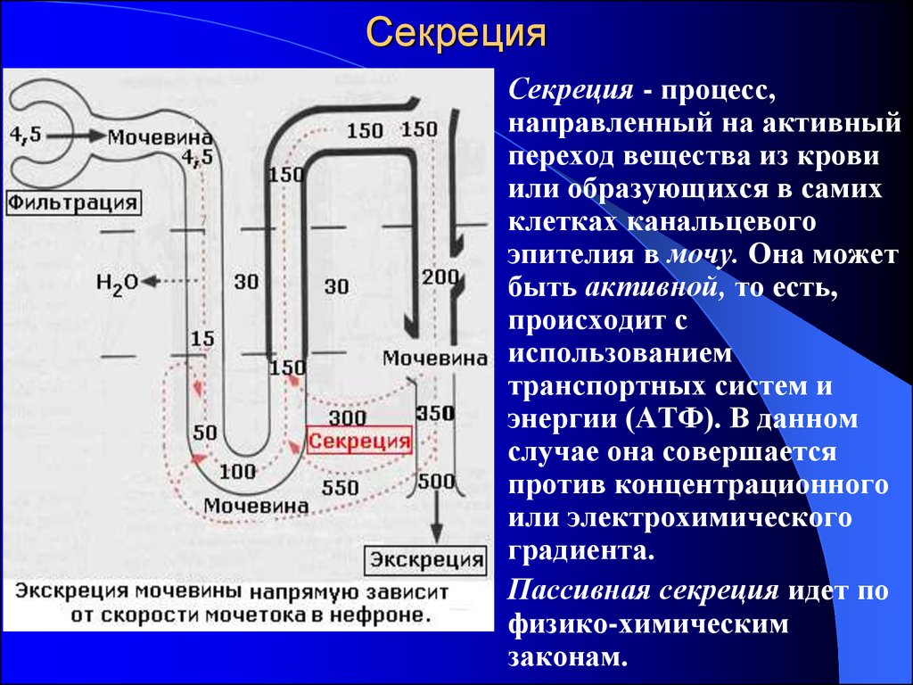 Процесс направленный. Процесс секреции. Процессы секреции и экскреции в почечных канальцах. Фильтрация мочевины. Секреция мочевины.