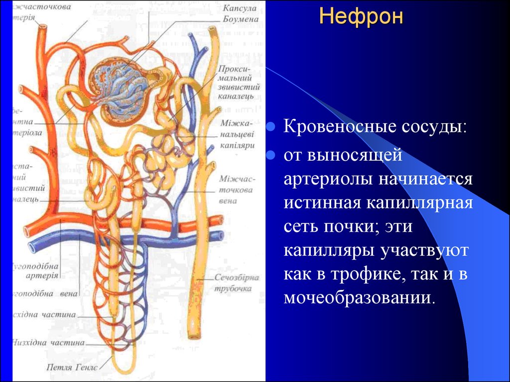 Артерия и вена почки. Кровеносные сосуды нефрона. Капиллярная сеть нефрона. Капиллярная сеть нефрона функция. НЕЫРОН капилчрный коубовек капчула нефрона вынрсяшая артериола.