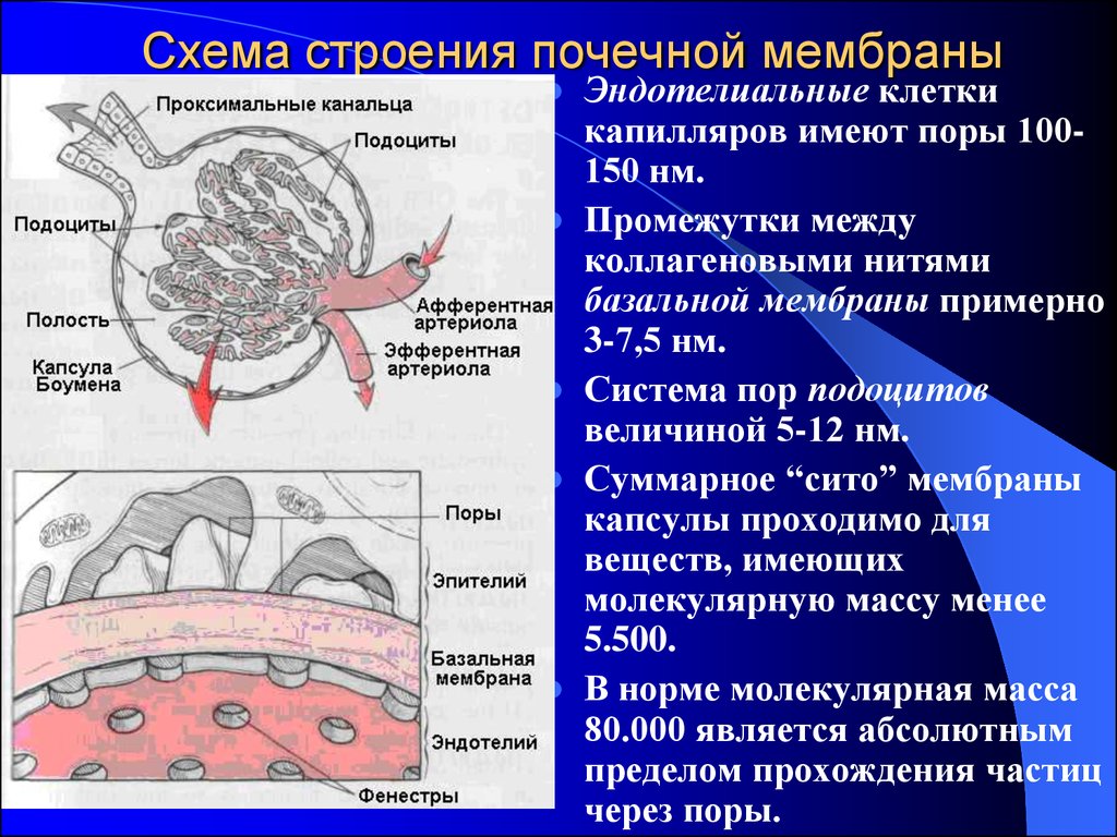 Пор система. Базальная мембрана почечного клубочка. Базальная мембрана клубочка почки. Строение клубочка почки базальная мембрана. Базальная мембрана подоцитов функции.