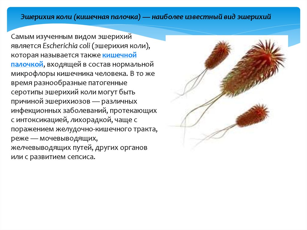 Кишечная палочка вызывает заболевания. Коли инфекция эшерихиоз возбудитель. Эшерихия кишечная палочка. Палочка эшерихия коли симптомы. Эшерихия коли симптомы.